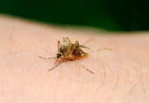 Prevención del dengue es prioridad-Itagüí hoy