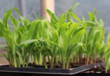 En Itagüí y el Valle de Aburrá serán sembrados un millón de árboles