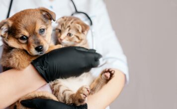 Así puede inscribir a su mascota para la jornada de esterilización en Itagüí Así puede inscribir a su mascota para la jornada de esterilización en Itagüí - Itagüí Hoy