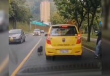 ¿Qué dice la empresa de taxis sobre presunto caso de abandono de un perrito en Itagüí desde uno de sus móviles?