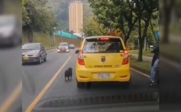 ¿Qué dice la empresa de taxis sobre presunto caso de abandono de un perrito en Itagüí desde uno de sus móviles?