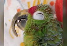 ¡Qué tristeza!, en Itagüí rescataron una lora que estaba en cautiverio y en malas condiciones de salud