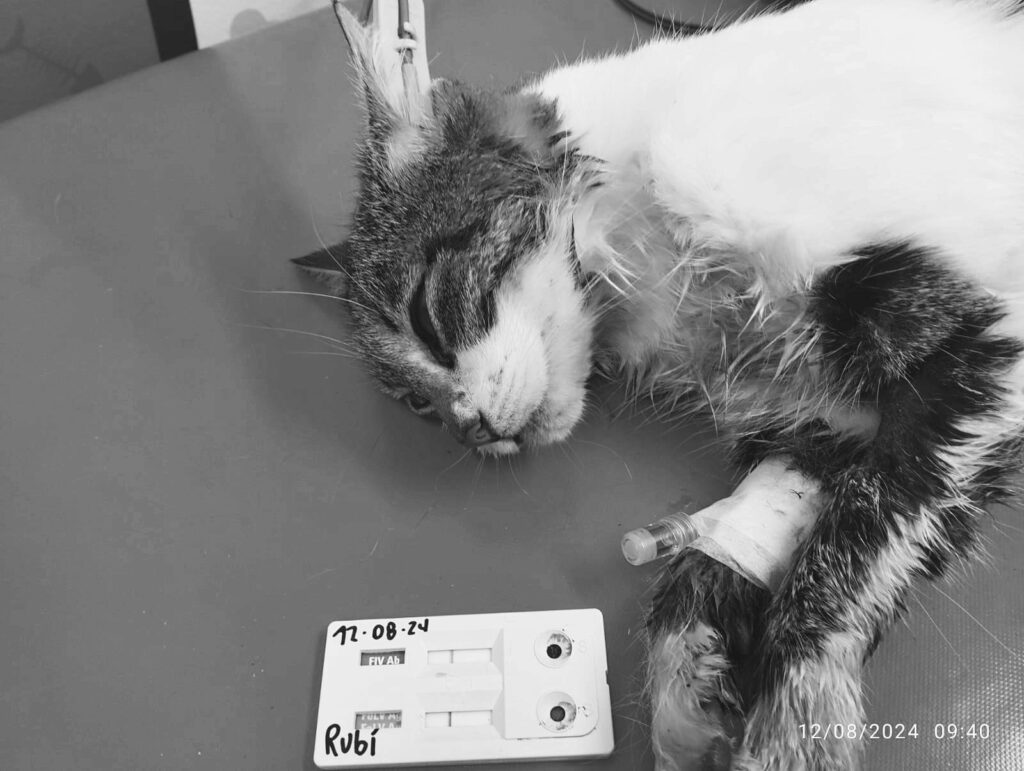 Muere gata abandonada en El Porvenir - Itagüí Hoy | Noticias de Itagüí