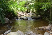 Itagüí le rinde homenaje a su patrimonio natural