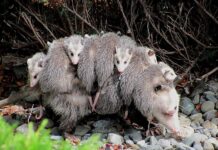 Es tiempo de reproducción para las zarigüeyas, si las ves, protégelas