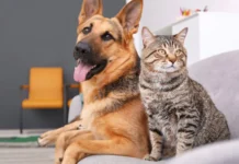 En Itagüí, todos los viernes serán de corresponsabilidad animal