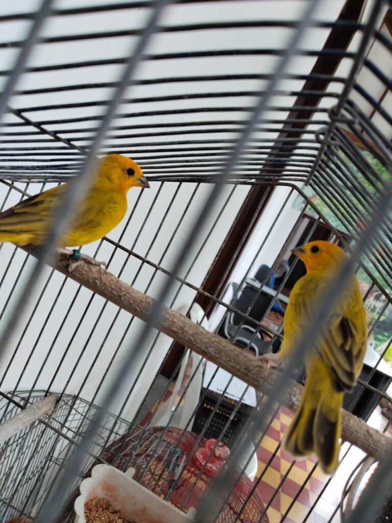 Rescatan 10 animales silvestres en cautiverio en Itagüí tras denuncias ciudadanas