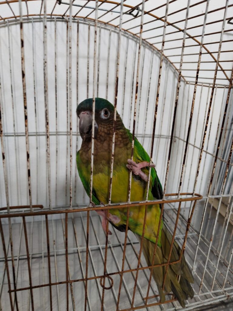 Rescatan 10 animales silvestres en cautiverio en Itagüí tras denuncias ciudadanas