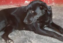 La justicia está obrando a favor de Alma: el veterinario que le puso la eutanasia fue imputado