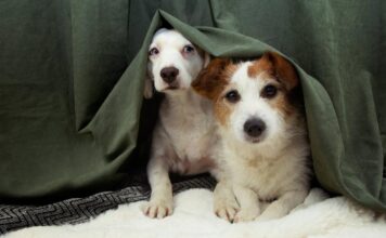 Itagüí se une en una caminata canina contra la pólvora y por el bienestar animal este domingo