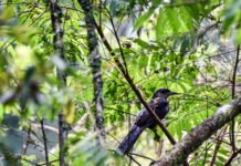 Itagüí protege sus zonas con más biodiversidad: familias de El Manzanillo cuidan el hogar de pumas y tigrillos