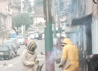 enjambre de abejas Santa María La Nueva