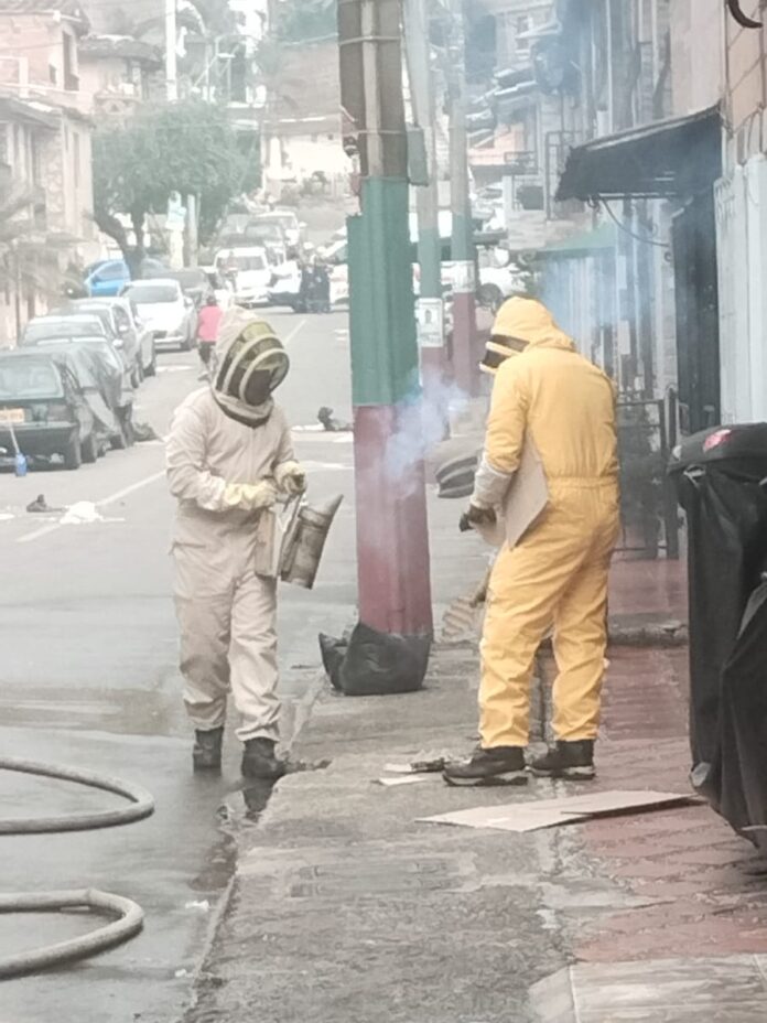 enjambre de abejas Santa María La Nueva