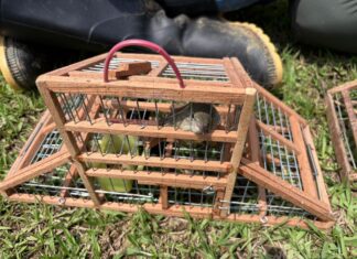 Guardabosques evitaron tráfico de fauna en zona protegida de Itagüí