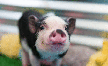 ¡Granja gratis en Itagüí! Plan familiar en Plaza Arrayanes por el Día del Niño