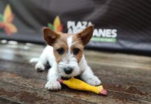 Xpo Mascotas 2026 en Plaza Arrayanes: jornada gratuita para el cuidado y adopción de animales