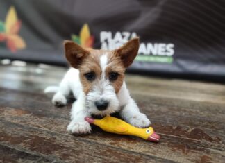 Xpo Mascotas 2026 en Plaza Arrayanes: jornada gratuita para el cuidado y adopción de animales