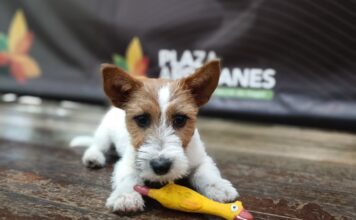 Xpo Mascotas 2026 en Plaza Arrayanes: jornada gratuita para el cuidado y adopción de animales