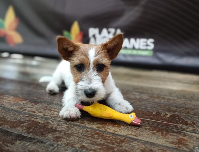 Xpo Mascotas 2026 en Plaza Arrayanes: jornada gratuita para el cuidado y adopción de animales