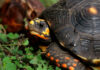 En Itagüí rescataron 30 tortugas silvestres que estaban en casas como mascotas En Itagüí rescataron 30 tortugas silvestres que estaban en casas como mascotas