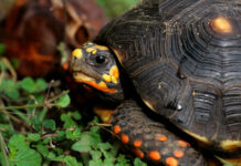 En Itagüí rescataron 30 tortugas silvestres que estaban en casas como mascotas En Itagüí rescataron 30 tortugas silvestres que estaban en casas como mascotas