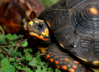 En Itagüí rescataron 30 tortugas silvestres que estaban en casas como mascotas En Itagüí rescataron 30 tortugas silvestres que estaban en casas como mascotas