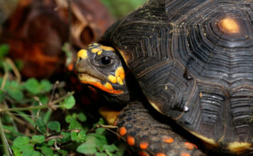 En Itagüí rescataron 30 tortugas silvestres que estaban en casas como mascotas