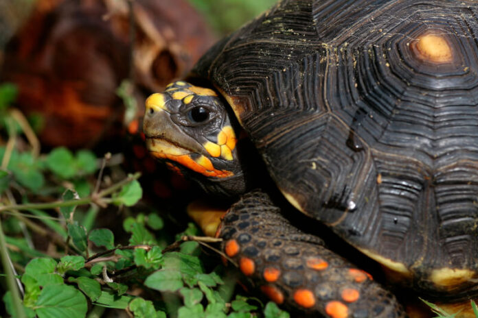 En Itagüí rescataron 30 tortugas silvestres que estaban en casas como mascotas