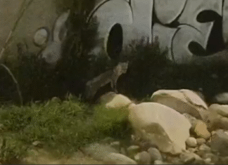 Área Metropolitana aclara situación de zorro silvestre visto en Itagüí