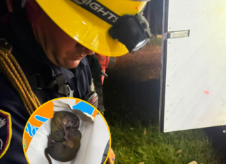 ¡Lalo y Aurelio se salvaron del incendio en Itagüí! Así fue el rescate de estas dos ardillas ¡Lalo y Aurelio se salvaron del incendio en Itagüí!