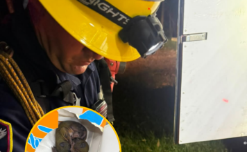 ¡Lalo y Aurelio se salvaron del incendio en Itagüí! Así fue el rescate de estas dos ardillas ¡Lalo y Aurelio se salvaron del incendio en Itagüí!