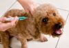 Jornada gratuita de vacunación antirrábica para perros y gatos en Los Gómez