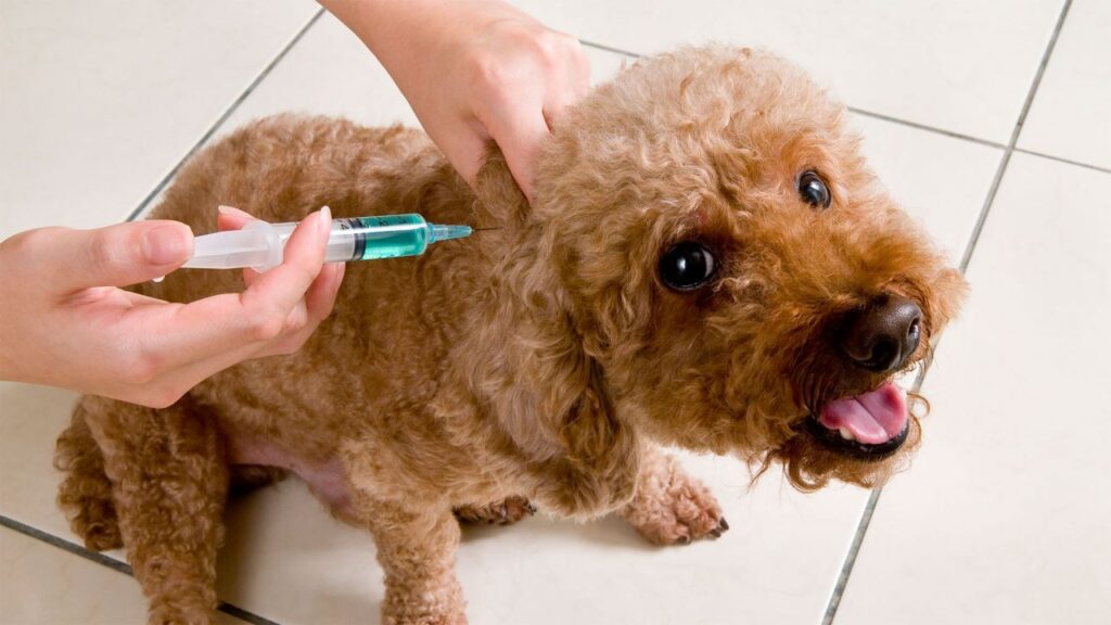 Jornada gratuita de vacunación antirrábica para perros y gatos en Los Gómez