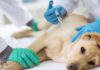 Vacunación gratis para perros y gatos