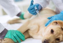 Vacunación gratis para perros y gatos