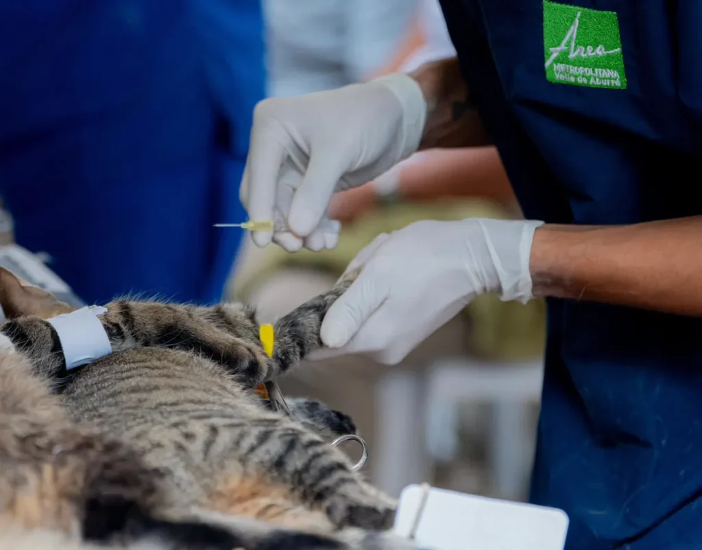 Este viernes 30 de octubre habrá jornada gratuita de esterilización para perros y gatos en Itagüí