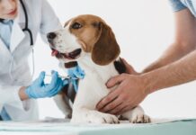 ¡Gratis! La Alcaldía de Itagüí vacunará perros y gatos contra la rabia, recorriendo casa a casa tres barrios ¡Gratis! La Alcaldía de Itagüí vacunará perros y gatos contra la rabia, recorriendo casa a casa tres barrios